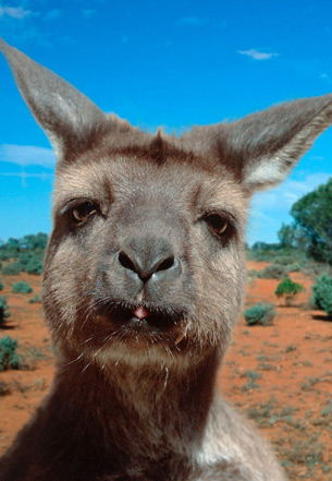 Kangaroo