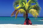 Couple under Palm Tree