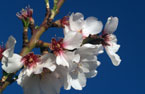 Blossom