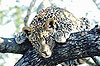 Sensational Savings to South Africa - Flights from �439