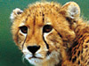 South Africa Direct From �475 Return